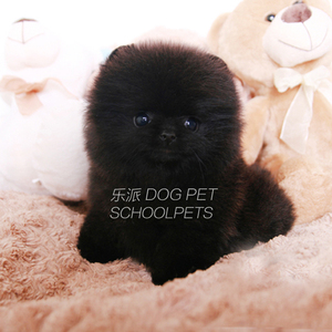 tb852864052淘宝纯种茶杯犬博美幼犬活体小型犬俊杰