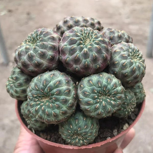 青蛙王子 进口仙人球 群生多头多肉植物开花小盆栽防辐射桌面花卉