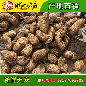 【状元天麻】新鲜天麻一斤包邮 非云南昭通天麻 非干天麻 非种子