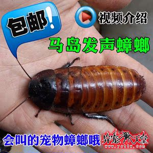 马达加斯加发声蟑螂活体巨人马岛发声蟑螂宠物蟑螂成体幼体都有售