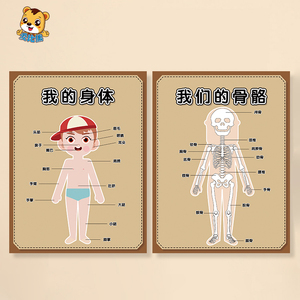 幼儿园小医院区域角环创装饰我的皮肤五官器官身体骨骼结构图认知