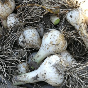 东北青蒜 新鲜白皮嫩蒜 马牙子青蒜腌制糖醋蒜现拔现发 5斤包邮