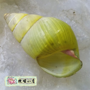 98厘米马来树蜗牛