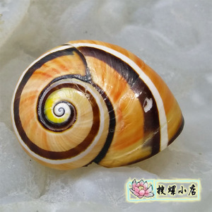 彩色蜗牛壳/3.1厘米古巴蜗牛