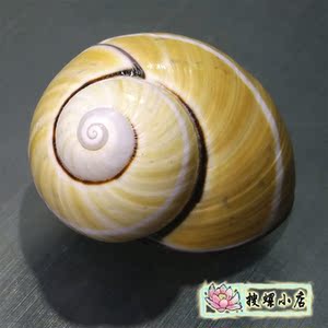 彩色蜗牛壳/3.35厘米古巴蜗牛/带花纹