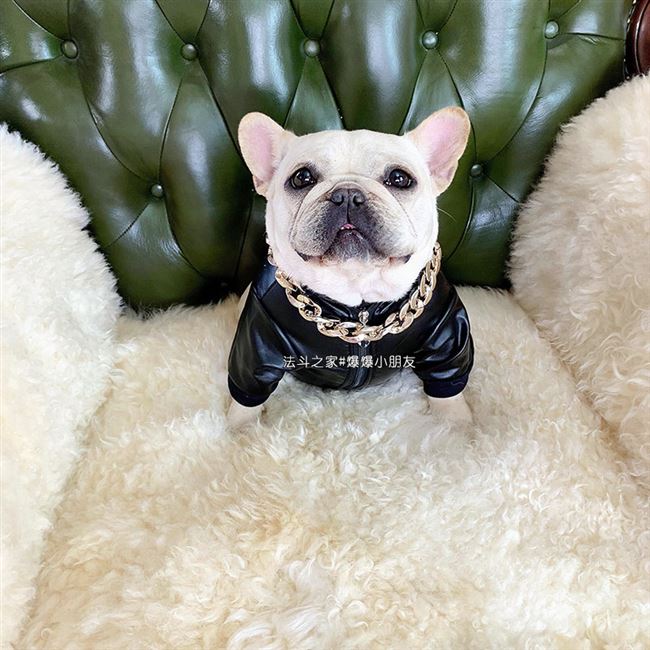 法斗衣服 胖狗龙皮衣中国元素拉链款巴哥秋冬款