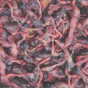 小鹌鹑肉新鲜
