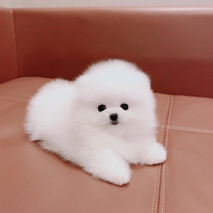 纯种博美幼犬俊介茶杯犬小型长不大家庭可爱白色博美活体宠物狗