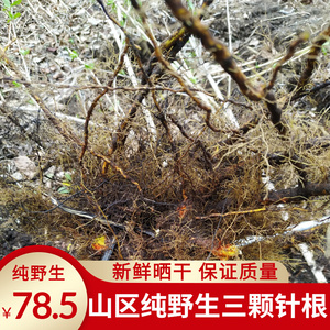 黄根刺