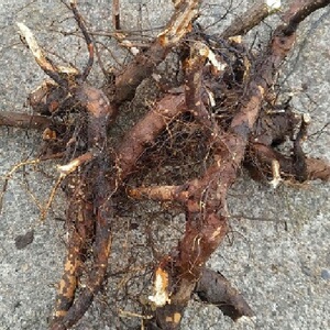 东北纯野生刺玫果根中药材新货蔷薇根茶山刺玫花苗玫瑰根500g包邮