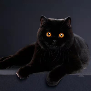 小黑猫宠物纯黑