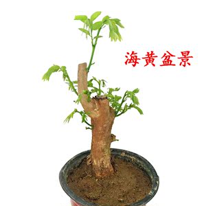 正宗海南黄花梨树苗绿化办公室阳台庭院北方造型盆景室内盆栽四季