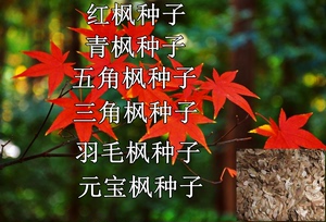 林木种子四季红枫种子青枫种子五角枫羽毛枫元宝枫三角枫种子包邮