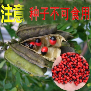鸡母珠树种子 海红豆美人豆相思豆 孔雀豆 相思子 鄂西红豆种子
