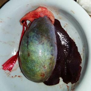 002人付款淘宝新鲜猪胆 浏阳黑土猪 猪苦胆 公猪大