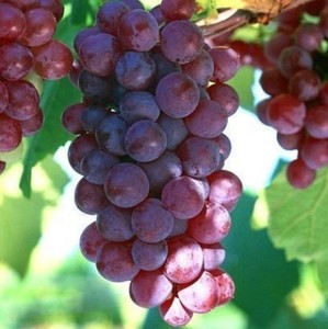 美国红提葡萄品种介绍图片