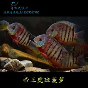 卡瑞尔帝王虎斑菠萝鱼