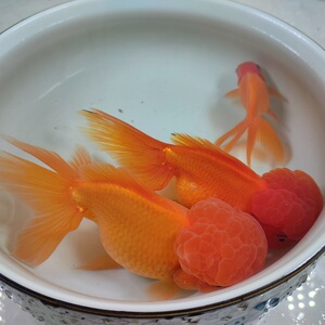 精品红狮子头观赏鱼国狮金鱼冷水活鱼淡水鱼小型好养耐活小金鱼