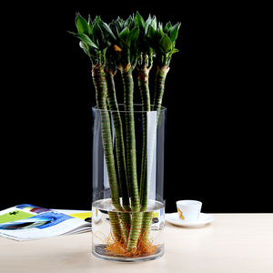 阳阳企业店002淘宝招财竹水养 花卉竹玻璃瓶客厅发财开运绿植盆栽