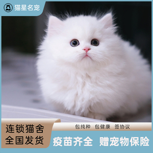 拿破仑矮脚猫幼猫纯种宠物猫活体纯白曼基康三花乳白米努特短腿猫