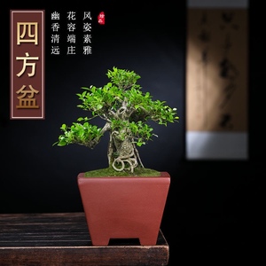 宜兴紫砂花盆君子兰盆兰花盆盆景老桩四方斗立室内中等绿植盆栽盆