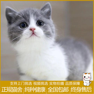 英短蓝猫幼猫纯种银渐层猫咪活物布偶猫折耳蓝白曼基康矮脚宠物猫