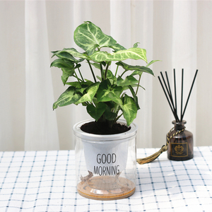 绿精灵植物水培