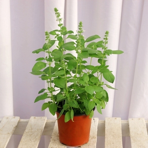 新鲜食用植物甜罗勒盆栽金不换九层塔苗鱼香草意面调酱烘焙西餐料