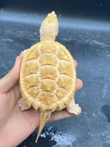 鼎级三代红眼白化佛鳄龟