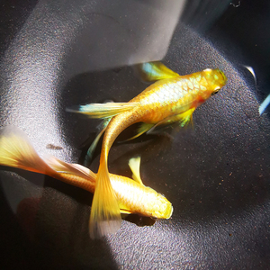 满鳞黄金孔雀鱼龙凤招财鱼风水鱼好养耐活冷水泰国进口活体观赏鱼