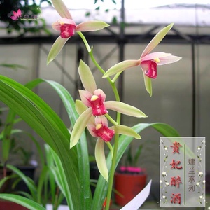 兰花四季兰(贵妃醉酒)名贵建兰浓香型阳台室内美观盆栽