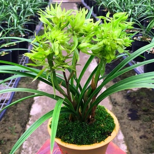 花开富贵兰花苗