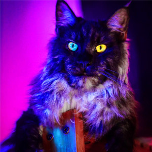 小奶猫幼猫短腿