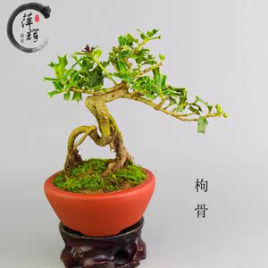 实拍 小叶有刺枸骨盆景树桩 造型四季常青盆栽 鸟不宿 古桩