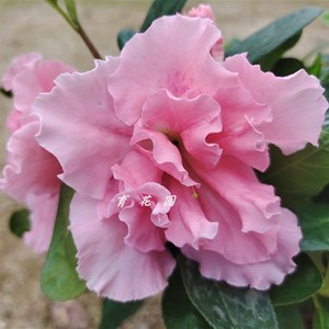 花仙子粉色东洋 皋月 西洋 稀有 杜鹃花 好养 耐寒耐热重瓣多季花