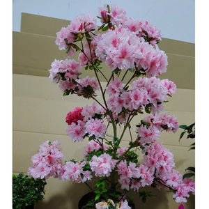 红珊瑚粉珊瑚丹东杜鹃花盆栽 重瓣耐寒杜鹃 好养易活的四季杜鹃花