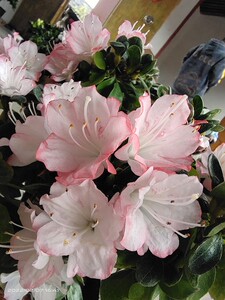 红装素裹杜鹃花 东洋日本 丹东 皋月进口名贵品种杜鹃花 耐寒耐热