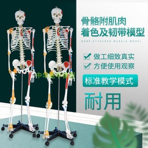 人体骨骼模型1h70cm付椎间盘神经肌肉着色及韧带模型骷髅骨架标本