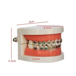 牙科口腔正畸托槽教学练习模型全金属托槽矫正医患沟通牙模型包邮