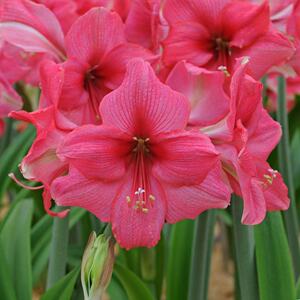 嘉木进口朱顶红【粉色公主】现货粉色单瓣江浙沪128包邮易栽培