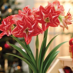 嘉木进口朱顶红【帕萨迪纳】现货重瓣球根江浙沪128包邮易栽培