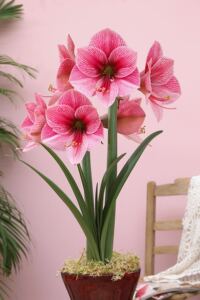 嘉木进口朱顶红【紫雨】现货单瓣球根江浙沪满128包邮易栽培