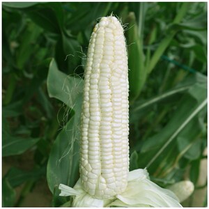 同款货源tb873799498淘宝绿农金科糯2000玉米种子大田白水果糯