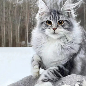 俄罗斯大体缅因猫烟灰色银虎色长毛猫宠物猫幼猫库恩猫挪威森林猫