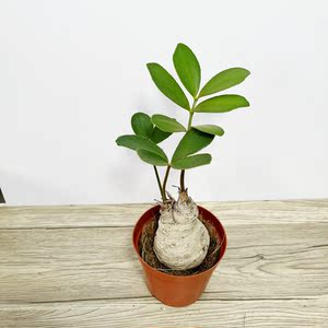 墨西哥铁树多头泽米铁 一物一拍 室内好养绿植桌面小盆景