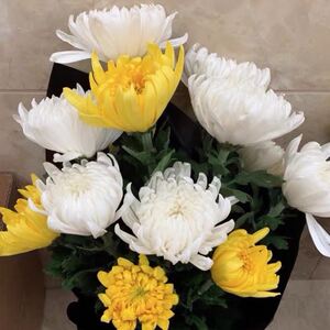 清明节用品菊花鲜花花束祭祀坟前扫墓祭奠墓地上坟用花黄菊白菊花