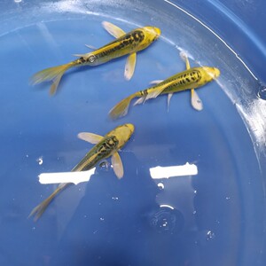 纯种德系金松叶龙凤锦鲤鱼鱼苗大鱼好养冷水鱼招财观赏鱼包邮包活