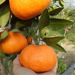 新品种桔子水果苗