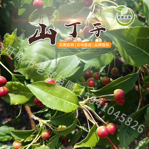苗木直销山荆子树苗 东北山丁子树苗花园园艺庭院小苗