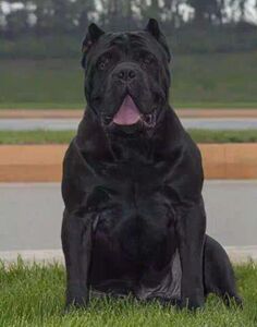 卡斯罗幼犬纯种巨型卡斯罗犬双血统意大利卡斯罗活体家养宠物狗